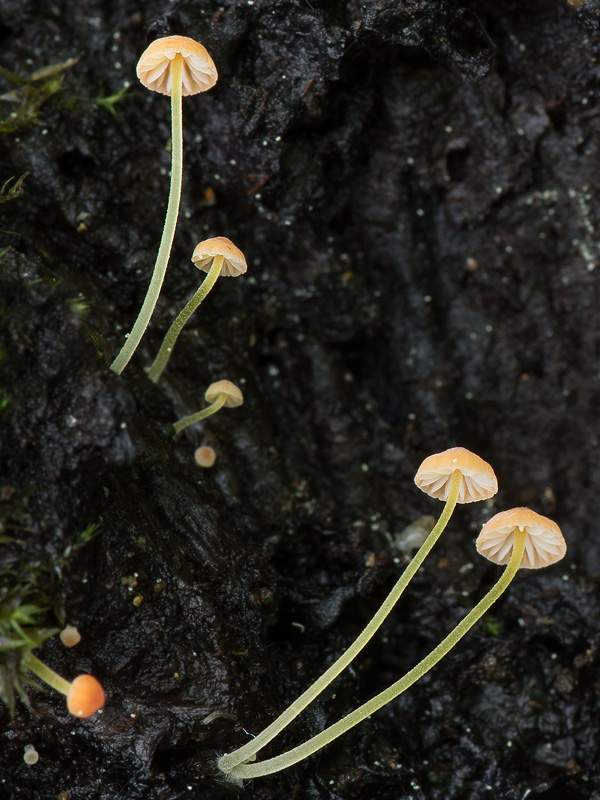 Mycena acicula